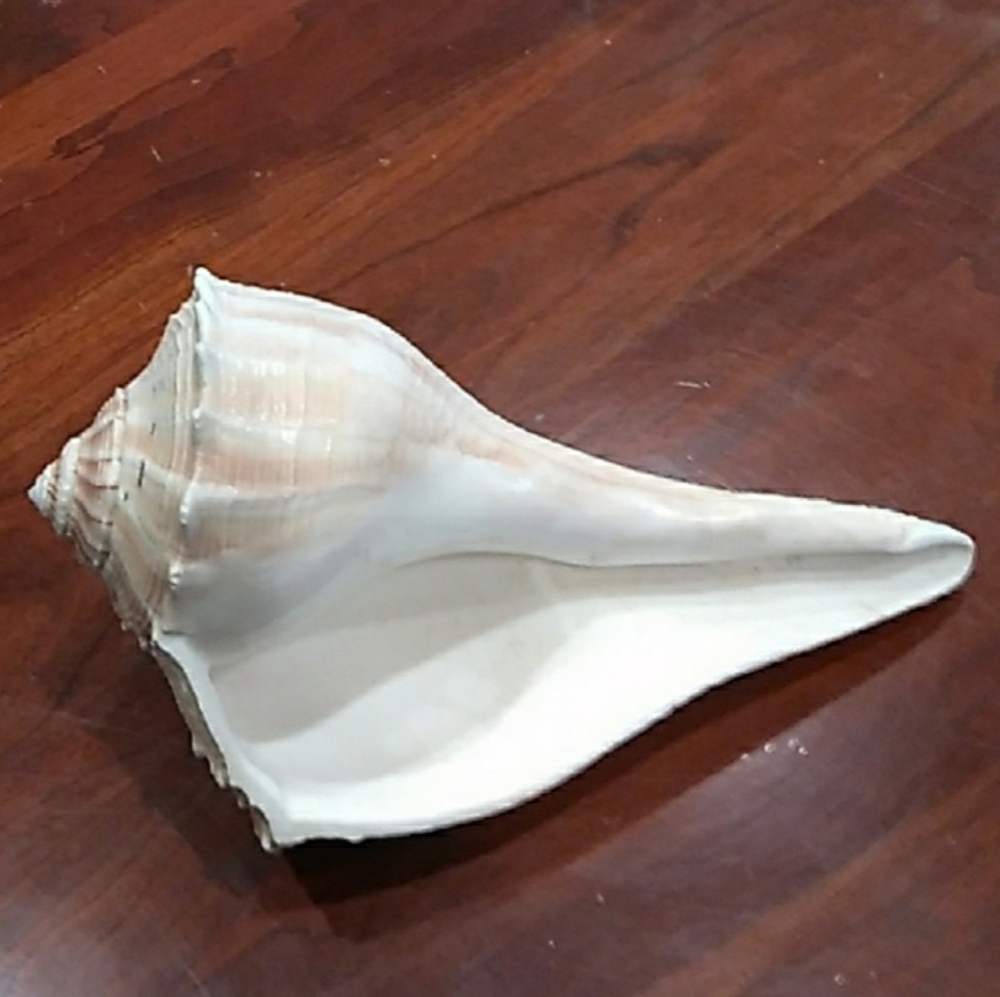 Large White Seashell Decor